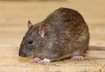 Afbeelding ratten-kenmerken